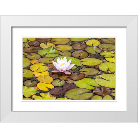 Usa-Oregon-Coos Bay Shore Acres State Park White Modern Wood Framed Art Print with Double Matting by Looney, Hollice