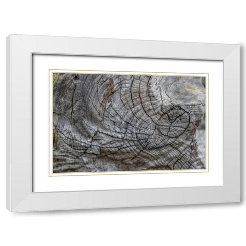 Usa-Oregon-Bandon Bandon Beach-Closeup of Wood on the Beach White Modern Wood Framed Art Print with Double Matting by Looney, Hollice