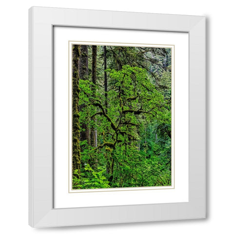 USA-Oregon-Silver Falls State Park White Modern Wood Framed Art Print with Double Matting by Restuccia, Joe III
