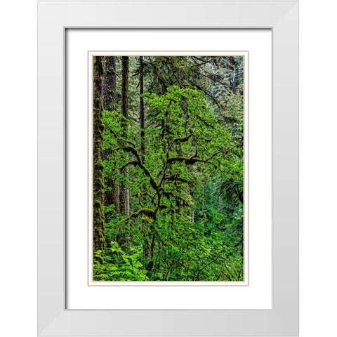 USA-Oregon-Silver Falls State Park White Modern Wood Framed Art Print with Double Matting by Restuccia, Joe III