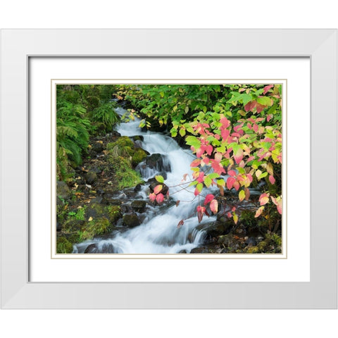 OR-Columbia River Gorge National Scenic Area-Wahkeena Creek White Modern Wood Framed Art Print with Double Matting by Wild, Jamie and Judy
