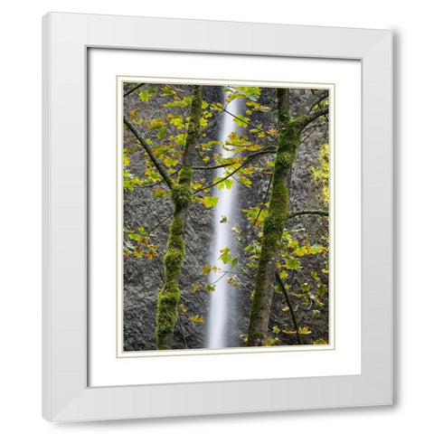Oregon-Columbia River Gorge National Scenic Area-Latourell Falls and Big Leaf Maple trees White Modern Wood Framed Art Print with Double Matting by Wild, Jamie and Judy