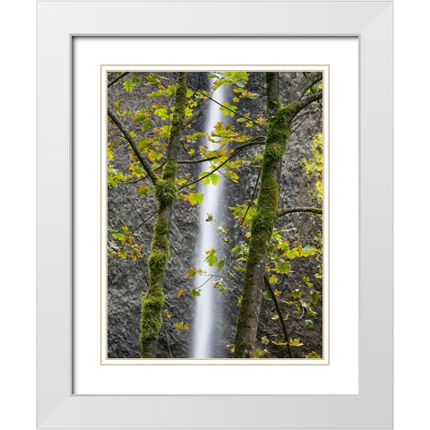Oregon-Columbia River Gorge National Scenic Area-Latourell Falls and Big Leaf Maple trees White Modern Wood Framed Art Print with Double Matting by Wild, Jamie and Judy
