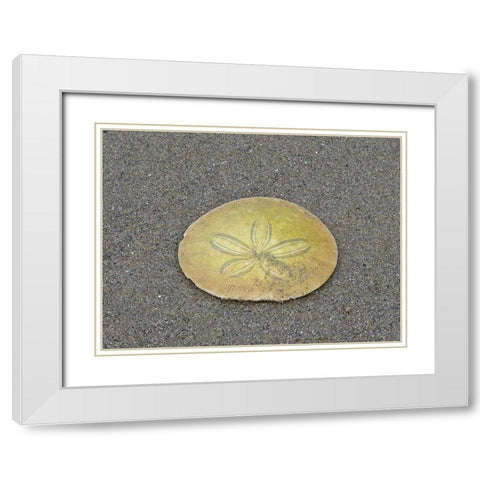 Oregon-Ecola State Park-Indian Beach Sand dollar White Modern Wood Framed Art Print with Double Matting by Wild, Jamie and Judy