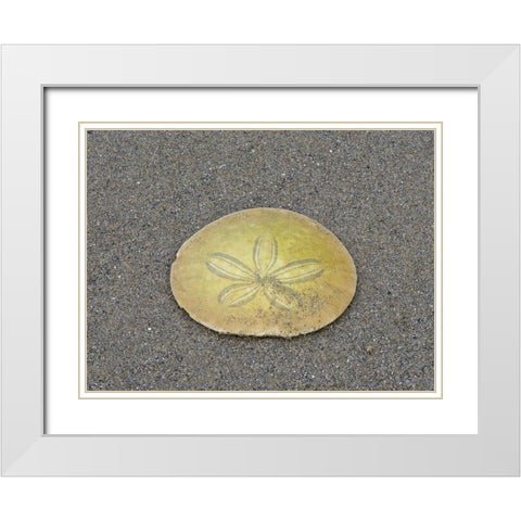 Oregon-Ecola State Park-Indian Beach Sand dollar White Modern Wood Framed Art Print with Double Matting by Wild, Jamie and Judy