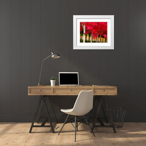 Oregon-Forest Grove A grove of trees in full autumn red White Modern Wood Framed Art Print with Double Matting by Duval, Richard