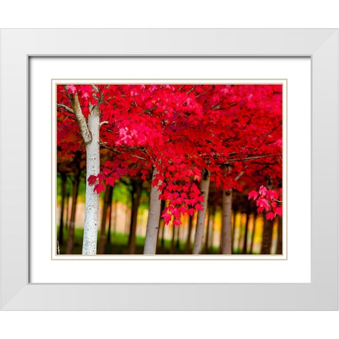 Oregon-Forest Grove A grove of trees in full autumn red White Modern Wood Framed Art Print with Double Matting by Duval, Richard