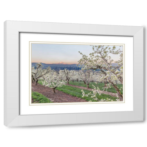 Oregon-Hood River Cherry orchard and Mt Hood White Modern Wood Framed Art Print with Double Matting by Tilley, Rob