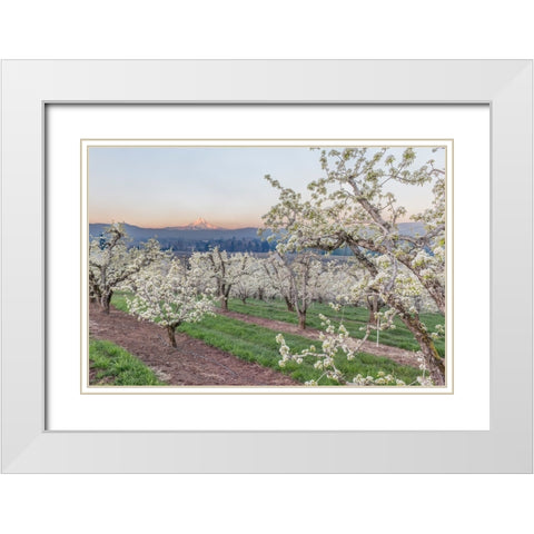 Oregon-Hood River Cherry orchard and Mt Hood White Modern Wood Framed Art Print with Double Matting by Tilley, Rob