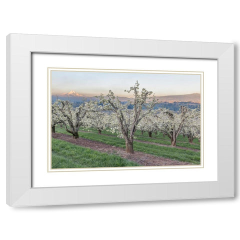 Oregon-Hood River Cherry orchard and Mt Hood White Modern Wood Framed Art Print with Double Matting by Tilley, Rob