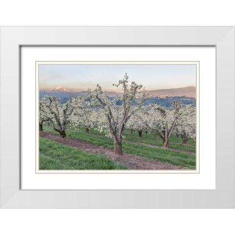 Oregon-Hood River Cherry orchard and Mt Hood White Modern Wood Framed Art Print with Double Matting by Tilley, Rob