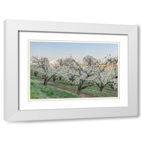 Oregon-Hood River Cherry orchard and Mt Hood White Modern Wood Framed Art Print with Double Matting by Tilley, Rob