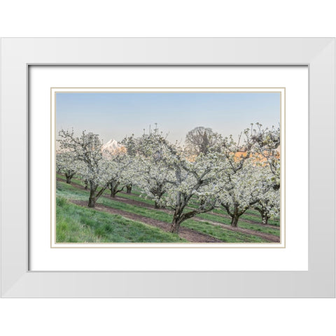 Oregon-Hood River Cherry orchard and Mt Hood White Modern Wood Framed Art Print with Double Matting by Tilley, Rob
