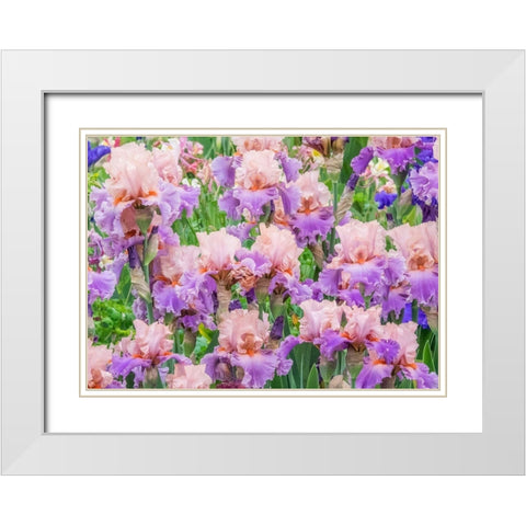 Oregon-Salem-Bearded Iris springtime bloom White Modern Wood Framed Art Print with Double Matting by Gulin, Sylvia