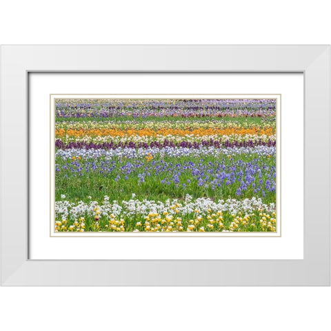 Oregon-Salem Bearded Iris grown in field White Modern Wood Framed Art Print with Double Matting by Gulin, Sylvia