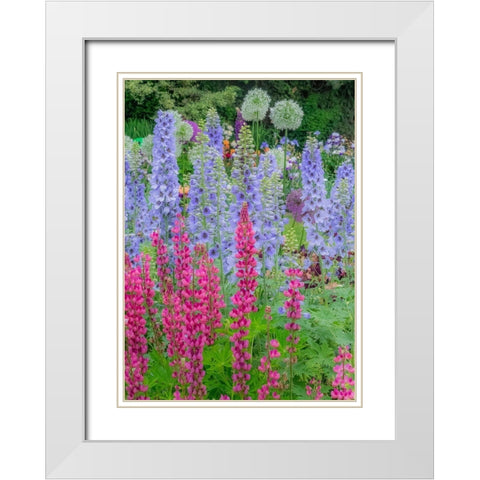 Oregon-Salem springtime garden with Lupine-Allum and Delphinium White Modern Wood Framed Art Print with Double Matting by Gulin, Sylvia
