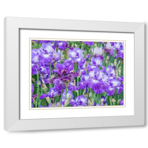 Oregon-Salem-Bearded Iris springtime bloom White Modern Wood Framed Art Print with Double Matting by Gulin, Sylvia
