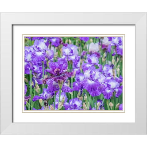 Oregon-Salem-Bearded Iris springtime bloom White Modern Wood Framed Art Print with Double Matting by Gulin, Sylvia