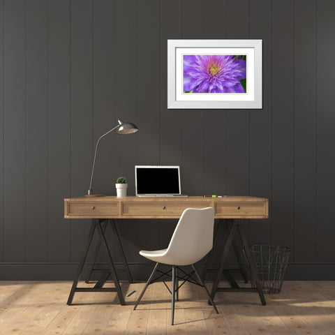 Oregon-Salem close-up of purple blooming Clematis flower White Modern Wood Framed Art Print with Double Matting by Gulin, Sylvia