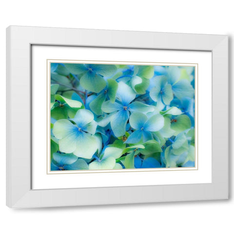 Oregon-Cannon Beach-Northwest Hydrangea blossom White Modern Wood Framed Art Print with Double Matting by Gulin, Sylvia