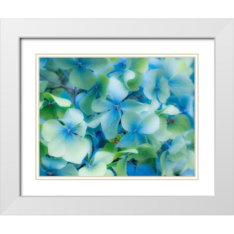 Oregon-Cannon Beach-Northwest Hydrangea blossom White Modern Wood Framed Art Print with Double Matting by Gulin, Sylvia