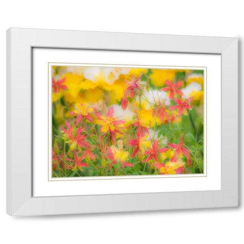 Oregon-Salem-Columbine in display garden White Modern Wood Framed Art Print with Double Matting by Gulin, Sylvia