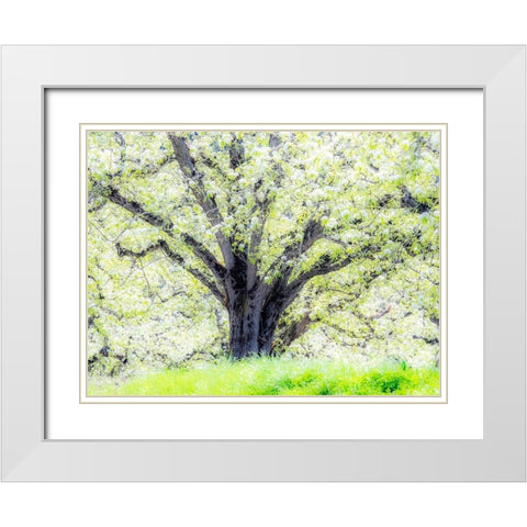 Oregon-Hood River-spring blooming apple tree orchard White Modern Wood Framed Art Print with Double Matting by Gulin, Sylvia