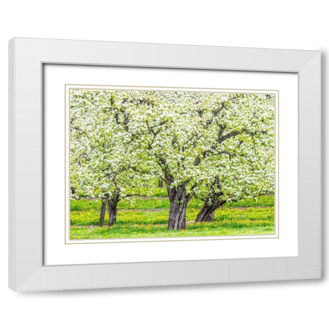 Oregon-Hood River-spring blooming apple tree orchard White Modern Wood Framed Art Print with Double Matting by Gulin, Sylvia
