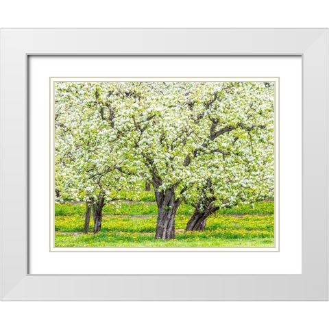 Oregon-Hood River-spring blooming apple tree orchard White Modern Wood Framed Art Print with Double Matting by Gulin, Sylvia