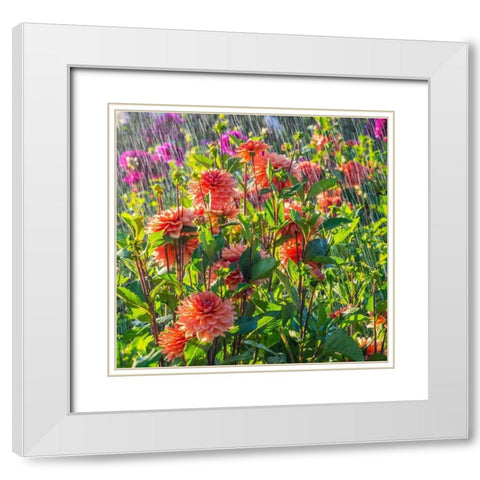 Oregon-Canby-Swam Island Dahlias-water coming down on flowers White Modern Wood Framed Art Print with Double Matting by Gulin, Sylvia