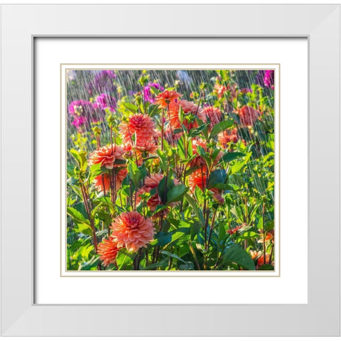 Oregon-Canby-Swam Island Dahlias-water coming down on flowers White Modern Wood Framed Art Print with Double Matting by Gulin, Sylvia