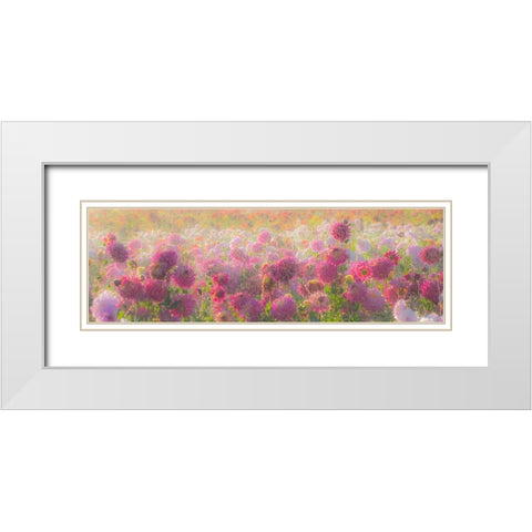 Oregon-Canby-Swam Island Dahlias-water coming down on flowers White Modern Wood Framed Art Print with Double Matting by Gulin, Sylvia
