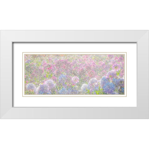 Oregon-Canby-Swam Island Dahlias-water coming down on flowers White Modern Wood Framed Art Print with Double Matting by Gulin, Sylvia