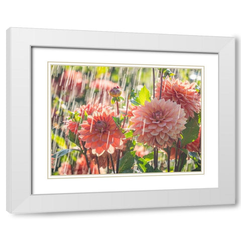 Oregon-Canby-Swam Island Dahlias-water coming down on flowers White Modern Wood Framed Art Print with Double Matting by Gulin, Sylvia