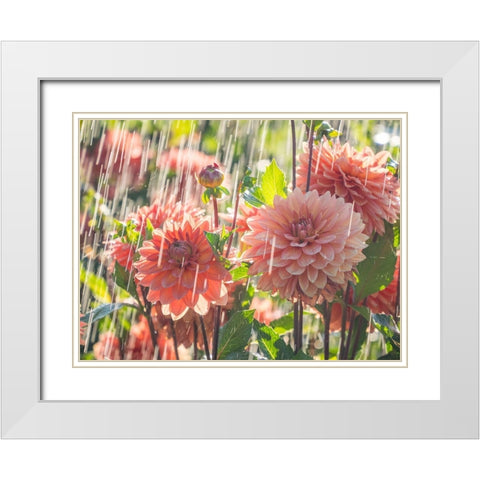 Oregon-Canby-Swam Island Dahlias-water coming down on flowers White Modern Wood Framed Art Print with Double Matting by Gulin, Sylvia