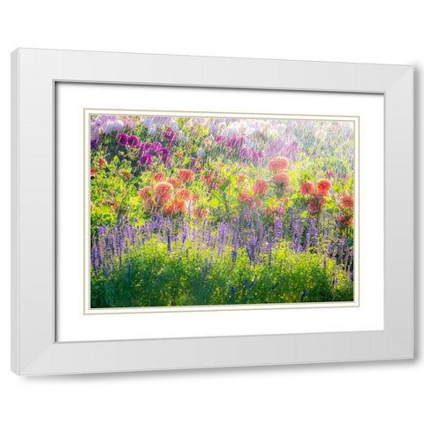 Oregon-Canby-Swam Island Dahlias-water coming down on flowers White Modern Wood Framed Art Print with Double Matting by Gulin, Sylvia