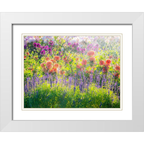 Oregon-Canby-Swam Island Dahlias-water coming down on flowers White Modern Wood Framed Art Print with Double Matting by Gulin, Sylvia