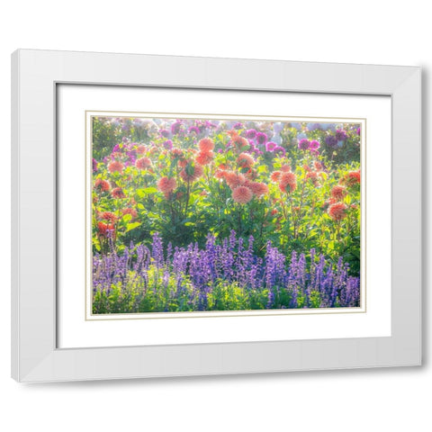 Oregon-Canby-Swam Island Dahlias-water coming down on flowers White Modern Wood Framed Art Print with Double Matting by Gulin, Sylvia