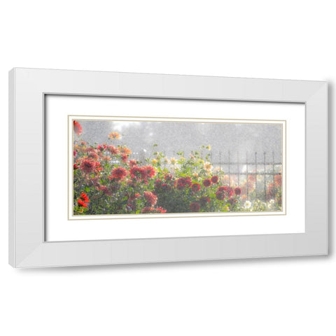Oregon-Canby-Swam Island Dahlias-water coming down on flowers White Modern Wood Framed Art Print with Double Matting by Gulin, Sylvia