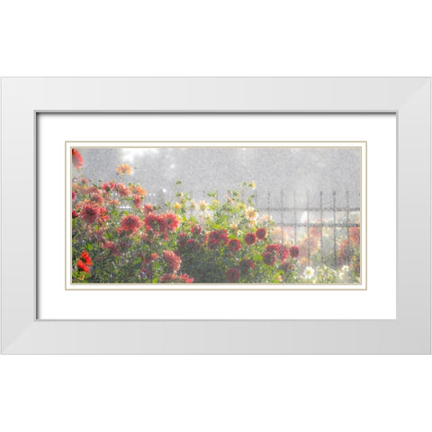 Oregon-Canby-Swam Island Dahlias-water coming down on flowers White Modern Wood Framed Art Print with Double Matting by Gulin, Sylvia