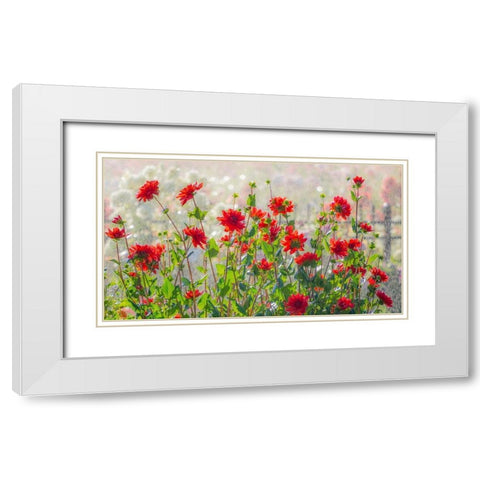 Oregon-Canby-Swam Island Dahlias-water coming down on flowers White Modern Wood Framed Art Print with Double Matting by Gulin, Sylvia