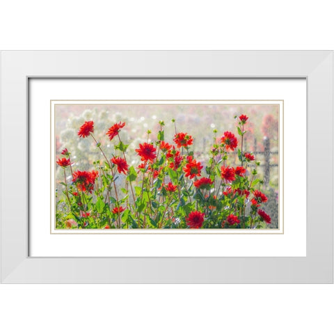 Oregon-Canby-Swam Island Dahlias-water coming down on flowers White Modern Wood Framed Art Print with Double Matting by Gulin, Sylvia