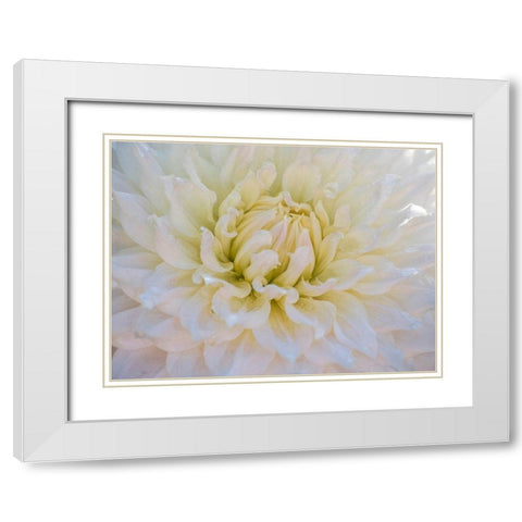 Oregon-Canby-Swam Island Dahlias-Dahlia flower close-ups White Modern Wood Framed Art Print with Double Matting by Gulin, Sylvia