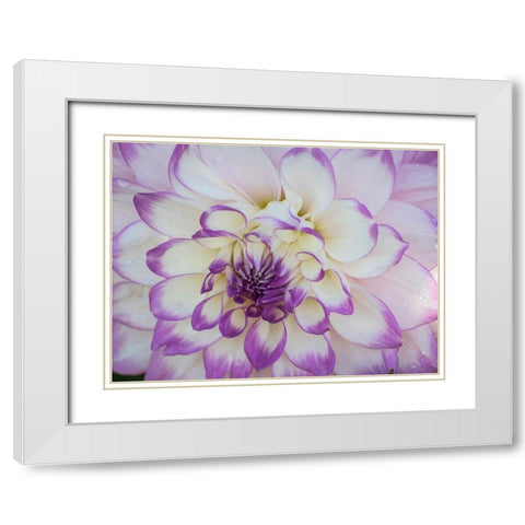 Oregon-Canby-Swam Island Dahlias-Dahlia flower close-ups White Modern Wood Framed Art Print with Double Matting by Gulin, Sylvia