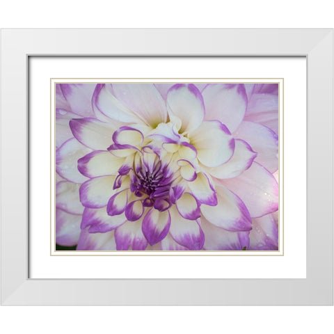 Oregon-Canby-Swam Island Dahlias-Dahlia flower close-ups White Modern Wood Framed Art Print with Double Matting by Gulin, Sylvia