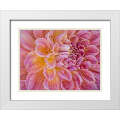 Oregon-Canby-Swam Island Dahlias-Dahlia flower close-ups White Modern Wood Framed Art Print with Double Matting by Gulin, Sylvia