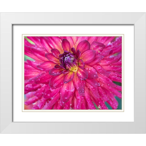 Oregon-Canby-Swam Island Dahlias-Dahlia flower close-ups White Modern Wood Framed Art Print with Double Matting by Gulin, Sylvia