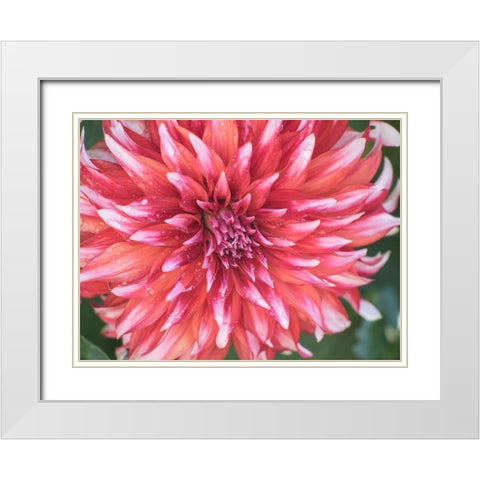 Oregon-Canby-Swam Island Dahlias-Dahlia flower close-ups White Modern Wood Framed Art Print with Double Matting by Gulin, Sylvia