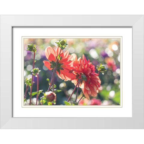 Oregon-Canby-Swam Island Dahlias-Dahlia flower garden in full color White Modern Wood Framed Art Print with Double Matting by Gulin, Sylvia