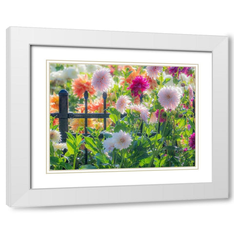 Oregon-Canby-Swam Island Dahlias-Dahlia flower garden in full color White Modern Wood Framed Art Print with Double Matting by Gulin, Sylvia